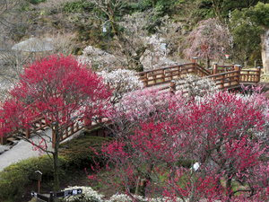 熱海梅園